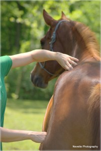 Winchester VA Equine Massage